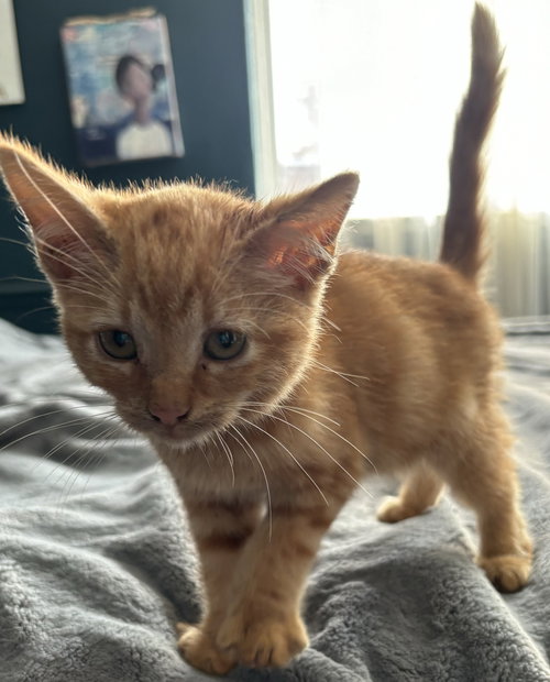Simba