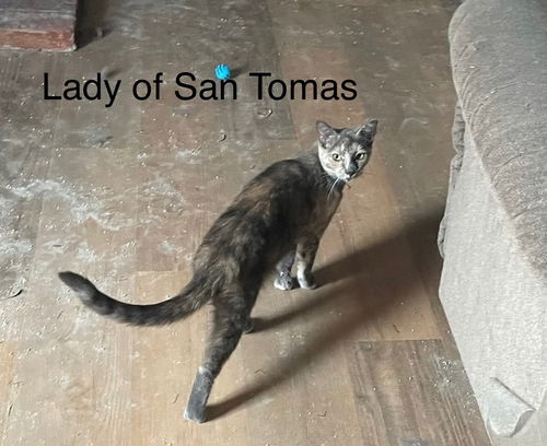 Lady of San Tomas