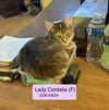 Lady Cordelia