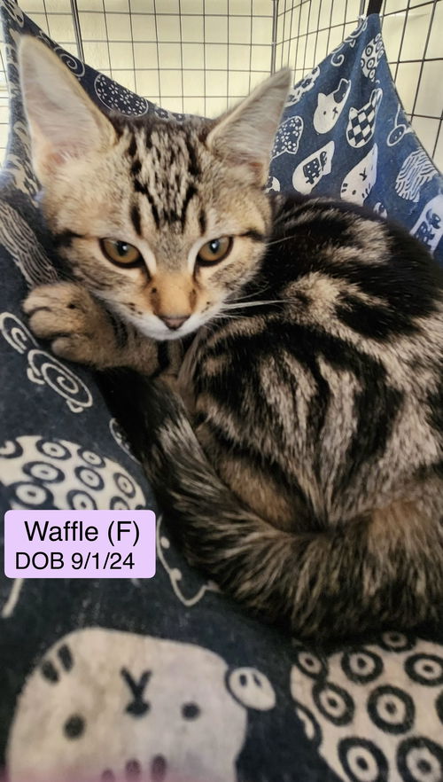 Waffle