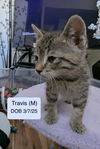 Travis