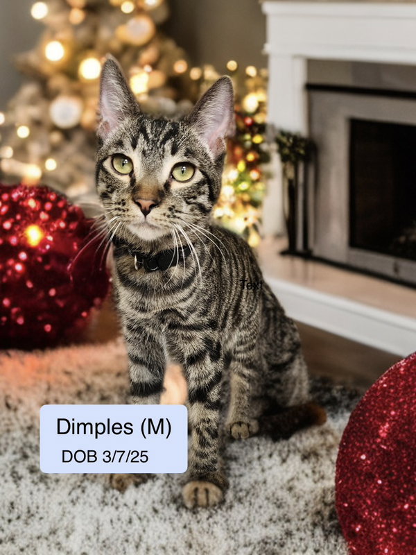 Dimples