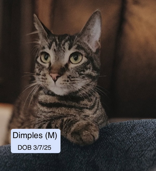 Dimples