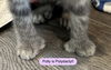 Polly