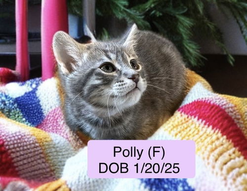 Polly