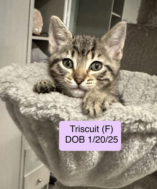 Triscuit