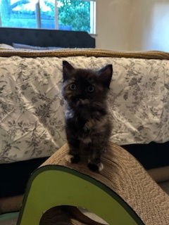 Petunia