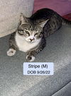 Stripe