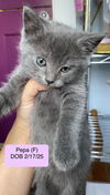 Pepa