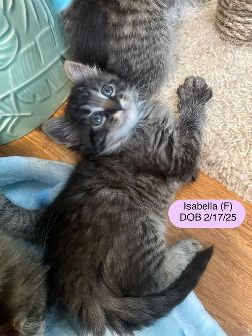 Isabella