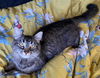 Mirabelle