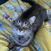 Mirabelle