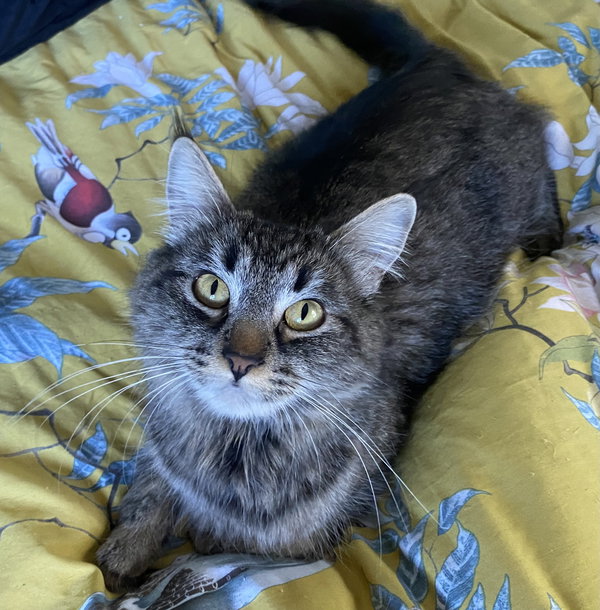 Mirabelle
