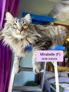 Mirabelle