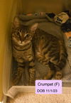 Crumpet