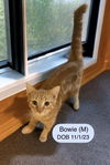 Bowie