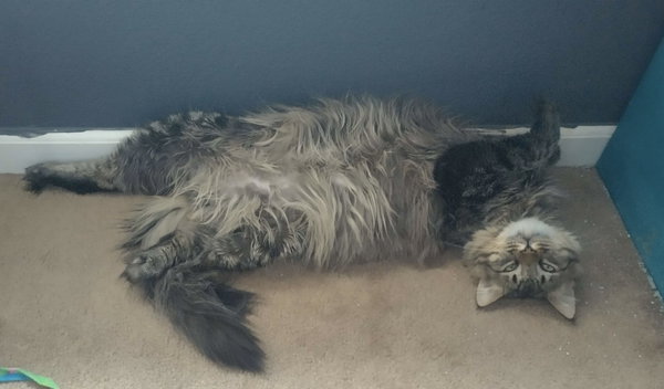 Oscar