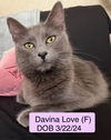 Davina Love