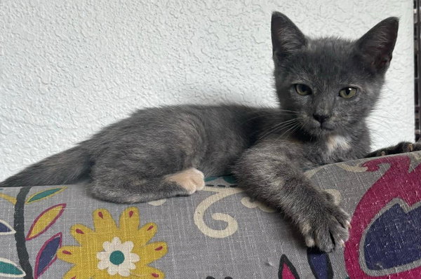 Laramie (bonded with Geno)
