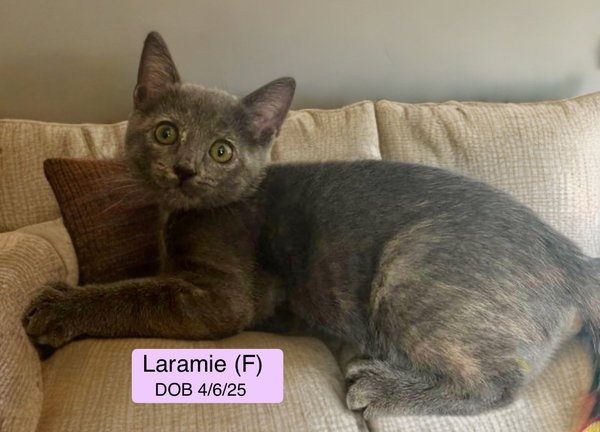 Laramie (bonded with Geno)