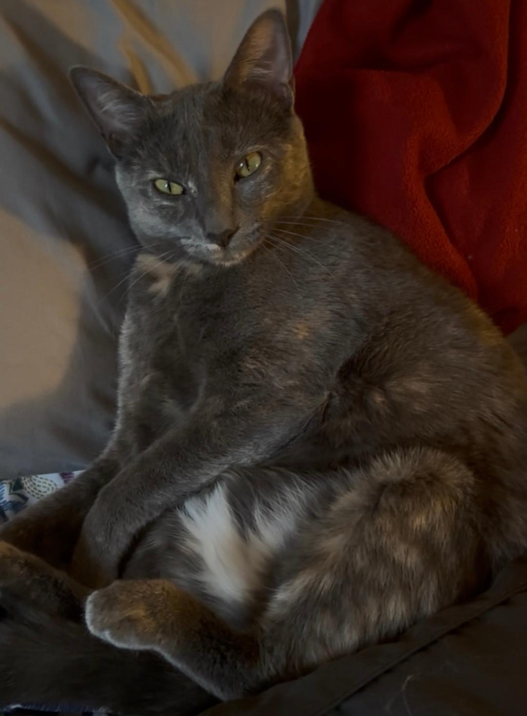Laramie (bonded with Geno)