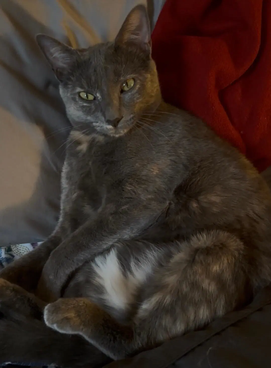 Laramie Bonded With Geno - Dilute Tortoiseshell