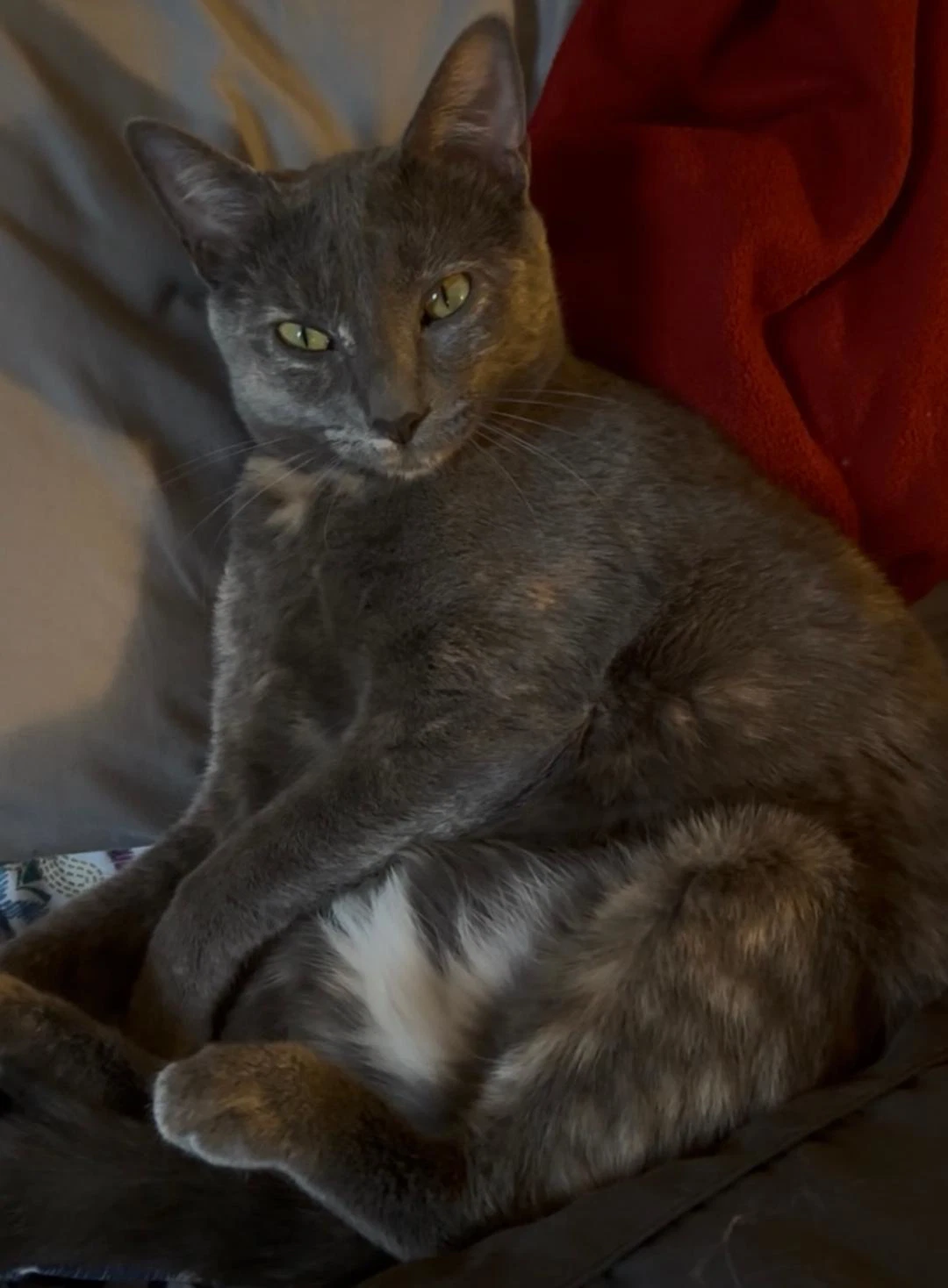 Laramie Bonded With Geno