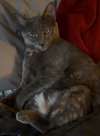 Laramie (bonded with Geno)