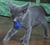 Roarke