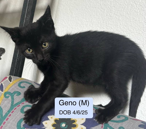Geno (bonded with Laramie)