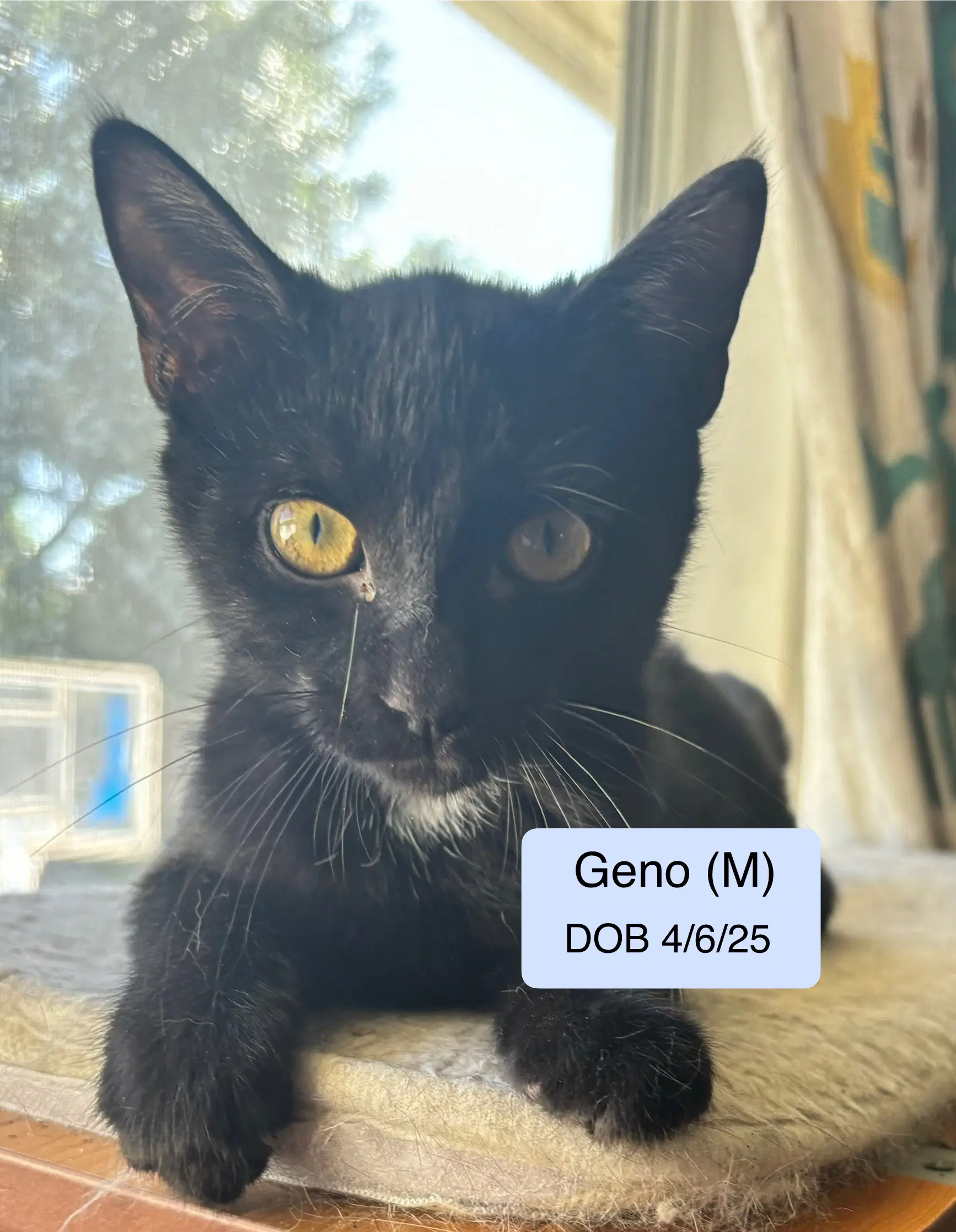 Geno Bonded With Laramie image 3