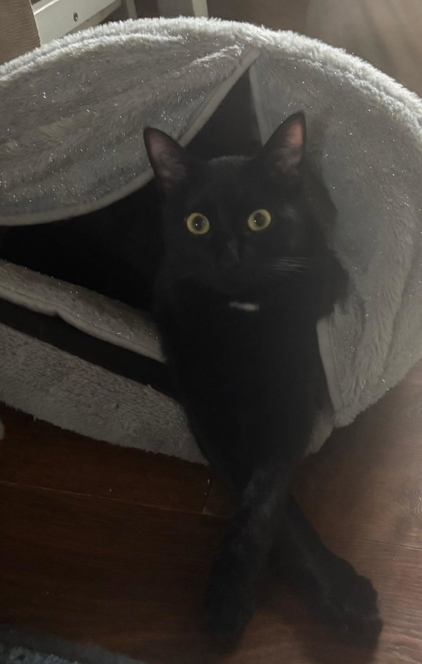 Geno (bonded with Laramie)
