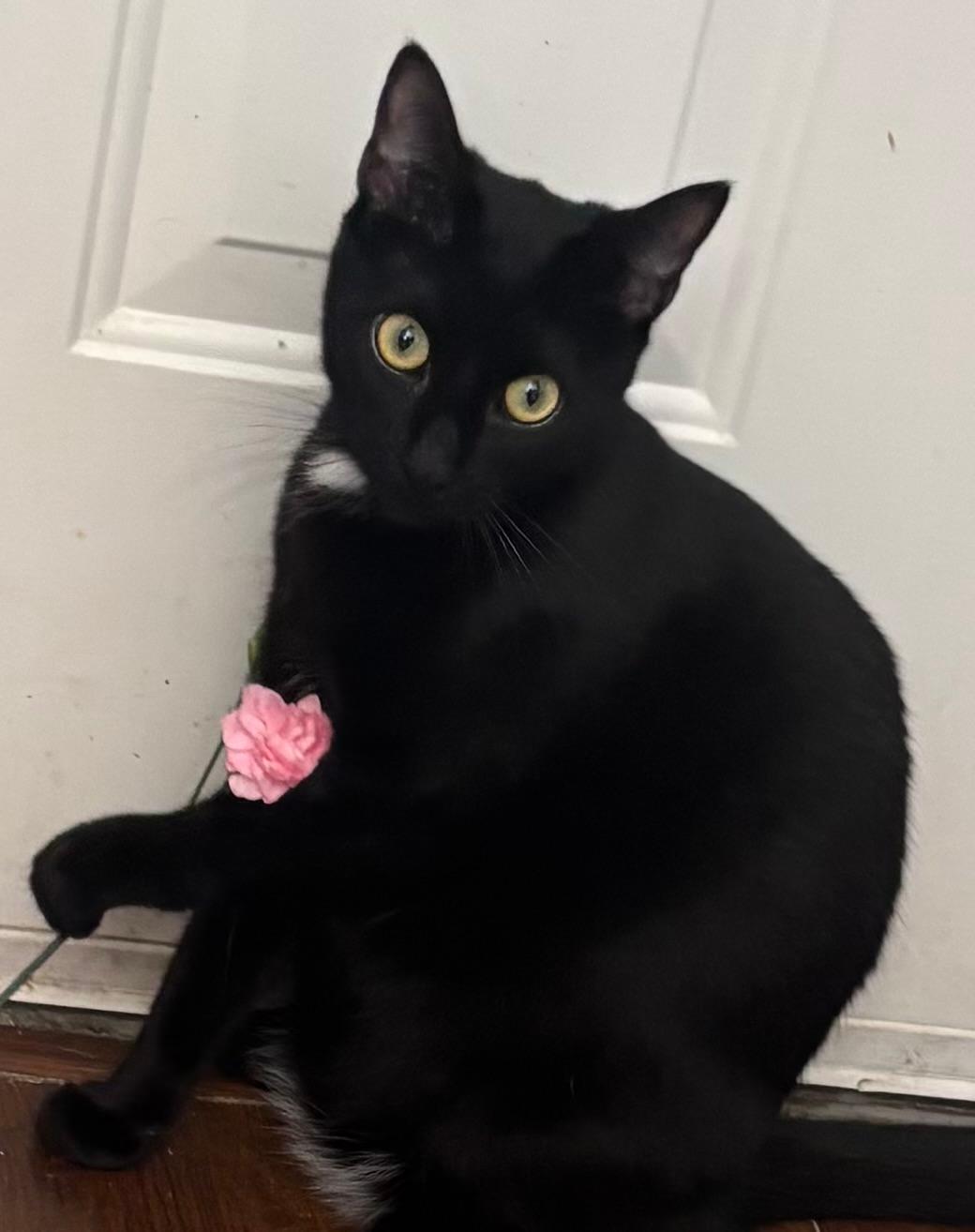 Geno (bonded with Laramie)