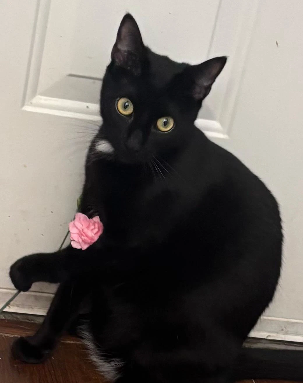 Geno Bonded With Laramie