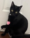 Geno (bonded with Laramie)