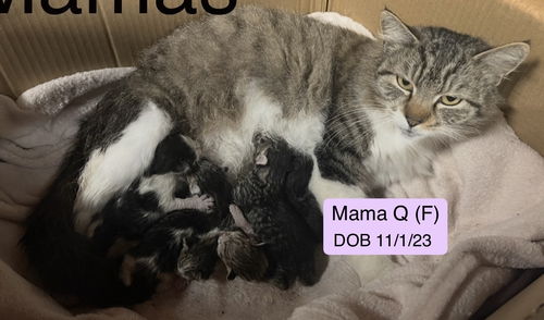 Mama Q