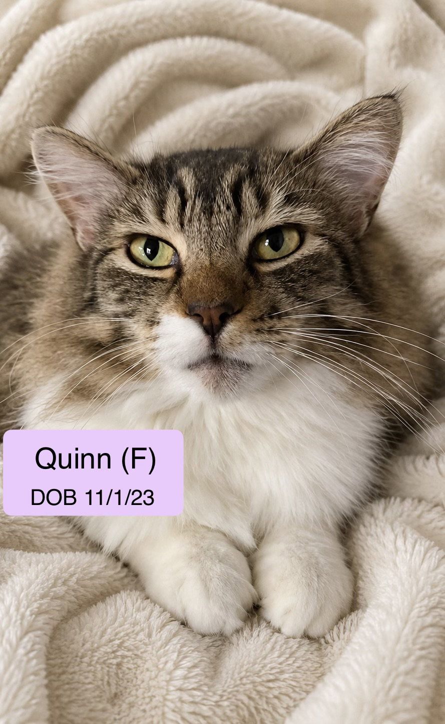 Quinn