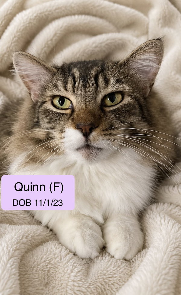 Quinn