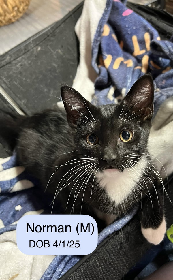 Norman