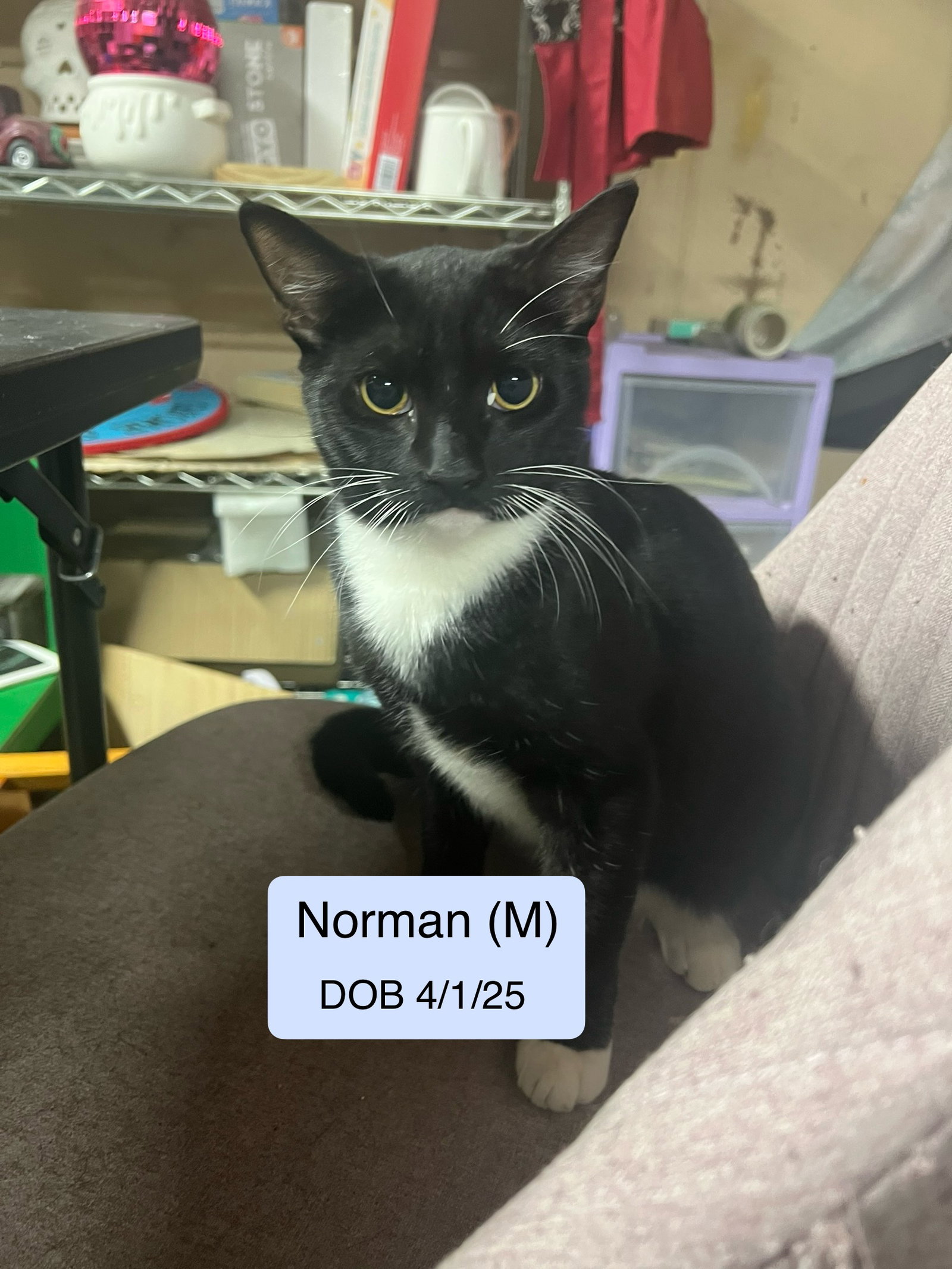 Norman Image