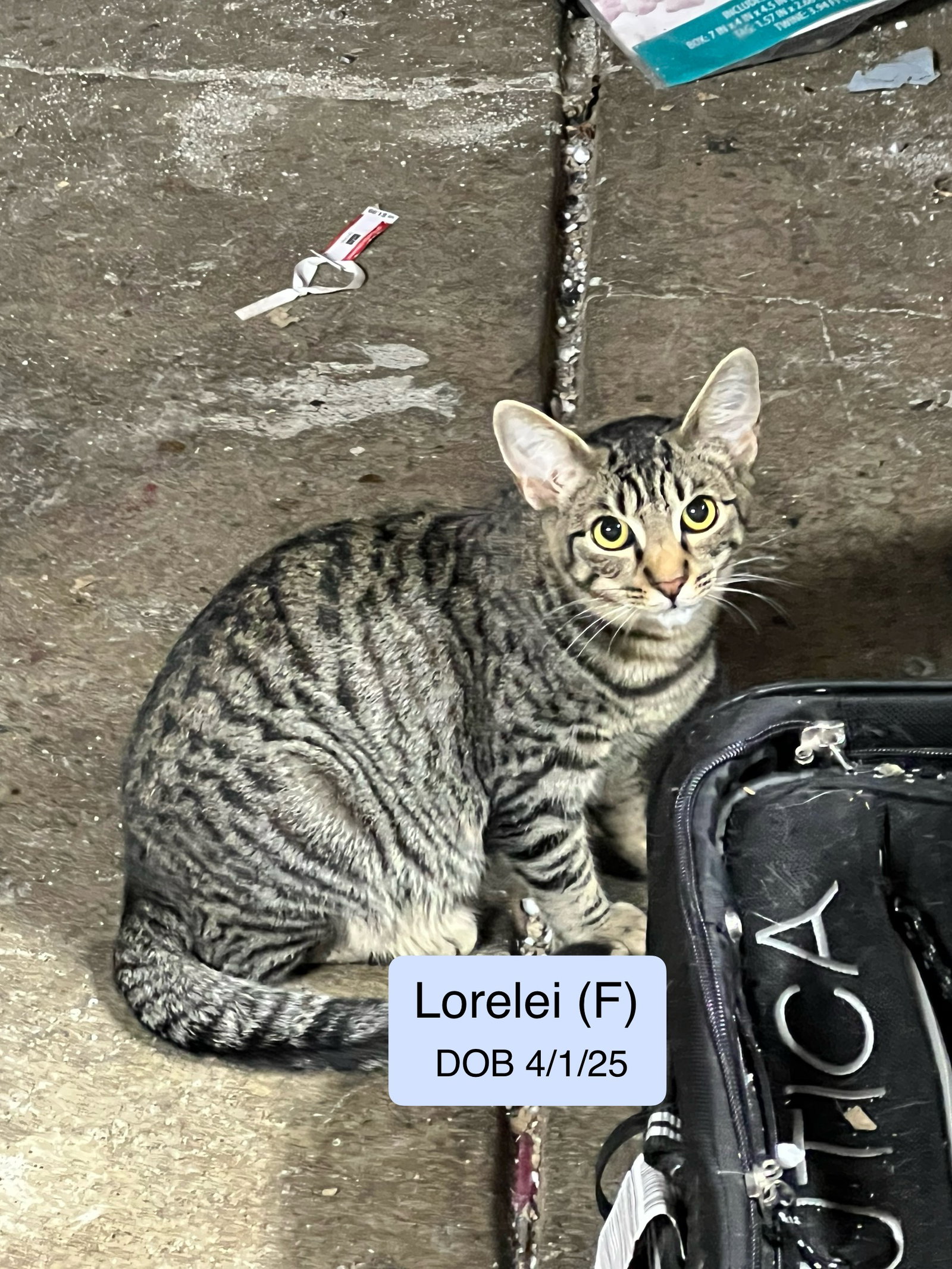 Lorelei Image