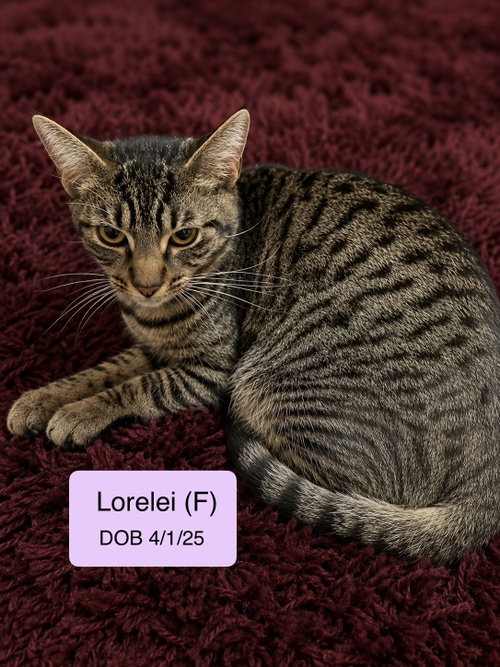 Lorelei, an adoptable Domestic Short Hair in Vacaville, CA