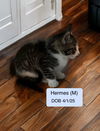 Hermes