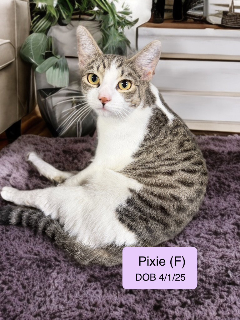 Pixie Image