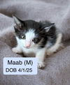 Maab