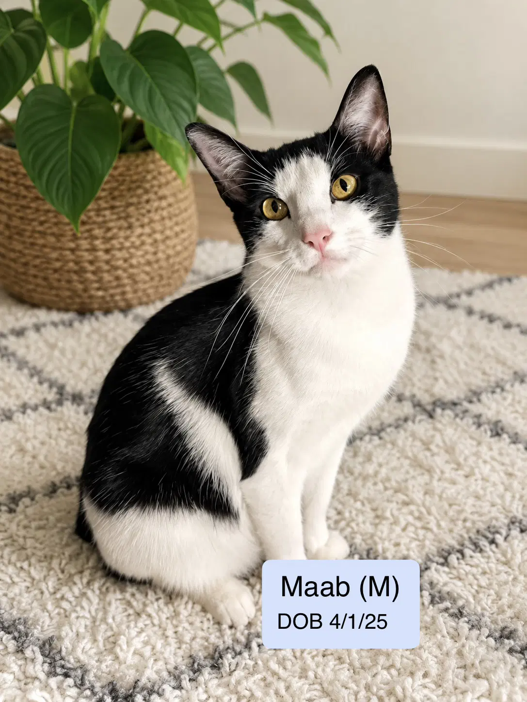 Maab - Domestic Short Hair
