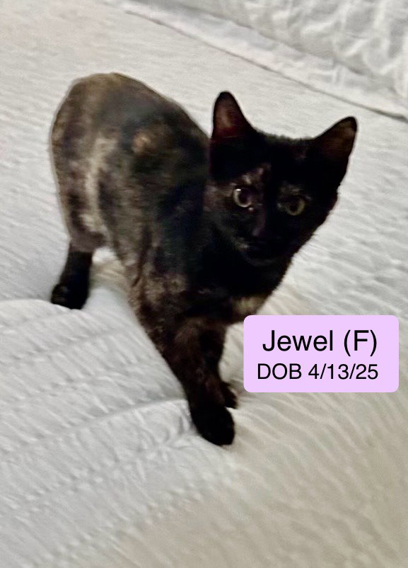 Jewel