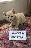 Mischief