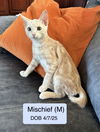 Mischief