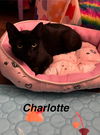 Charlotte